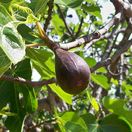 Figueira 'Noire de Caromb'